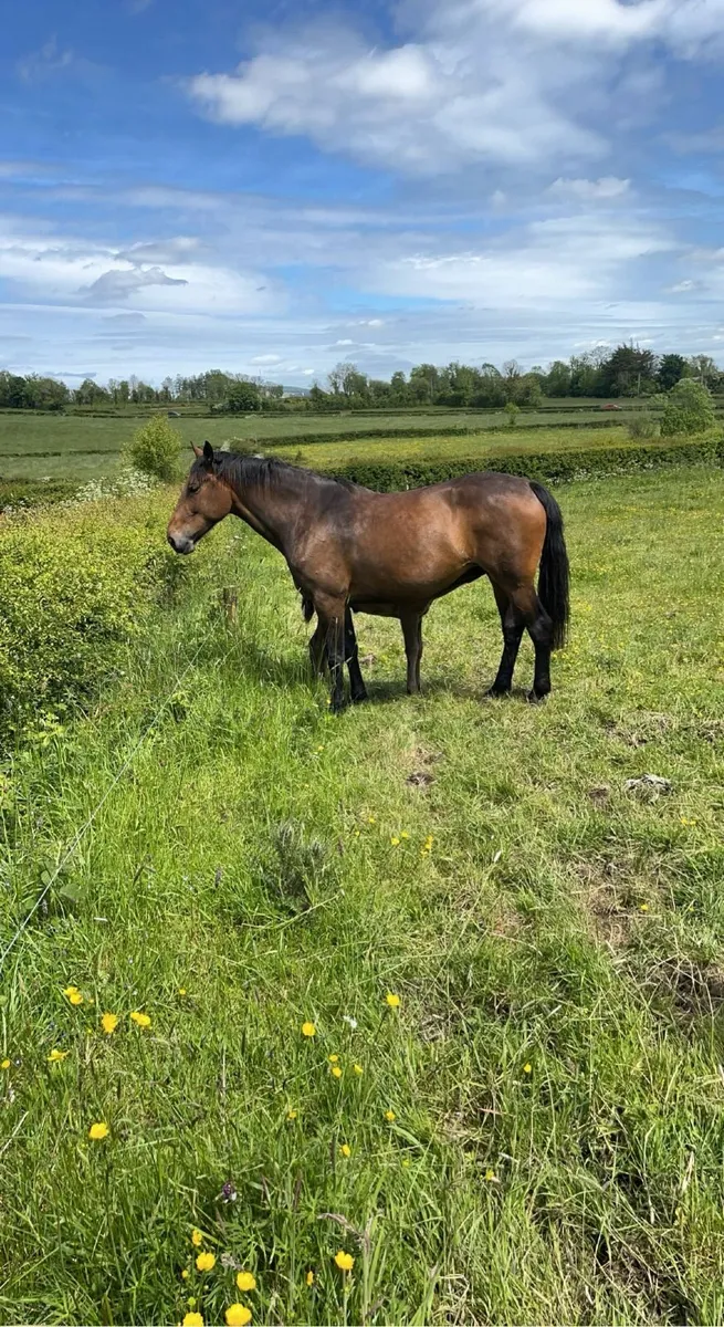 TIH Puissance mare in foal - Image 1