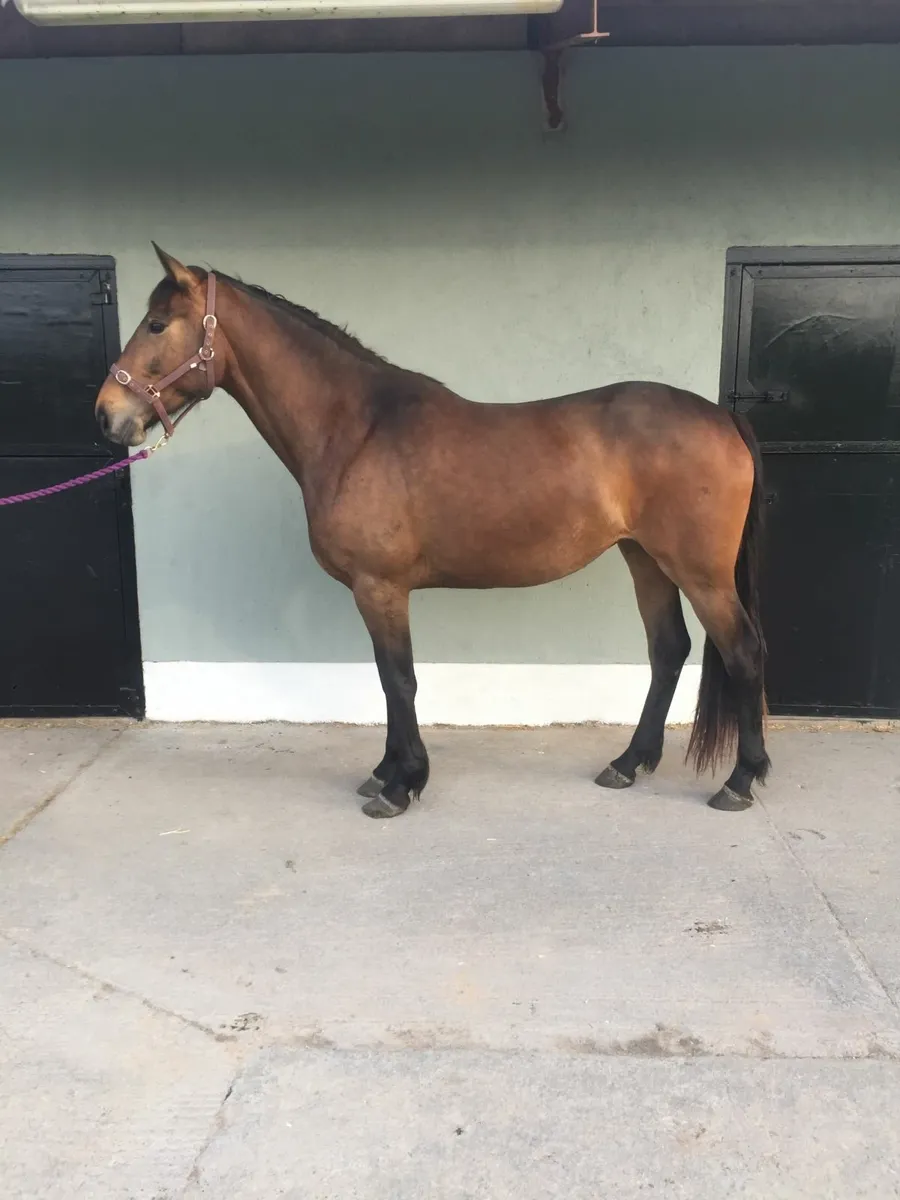 TIH Puissance mare in foal - Image 2