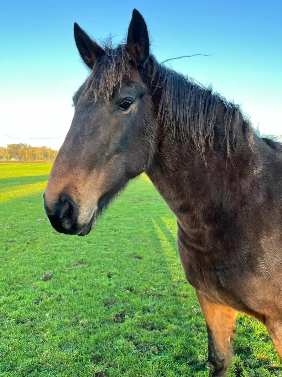 TIH Puissance mare in foal - Image 3