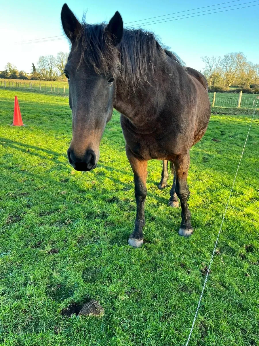 TIH Puissance mare in foal - Image 4