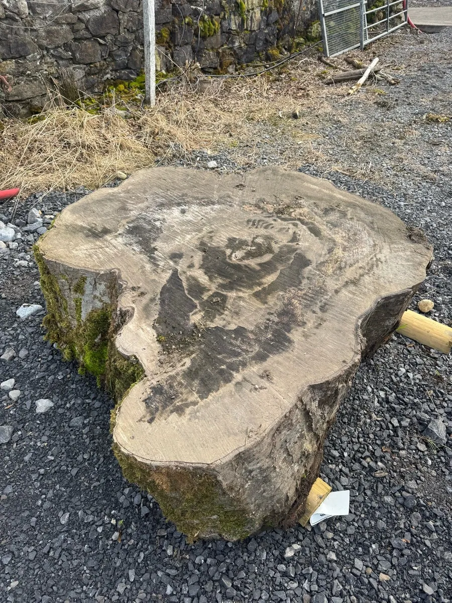 250 year old Beech tree slabs - Image 1