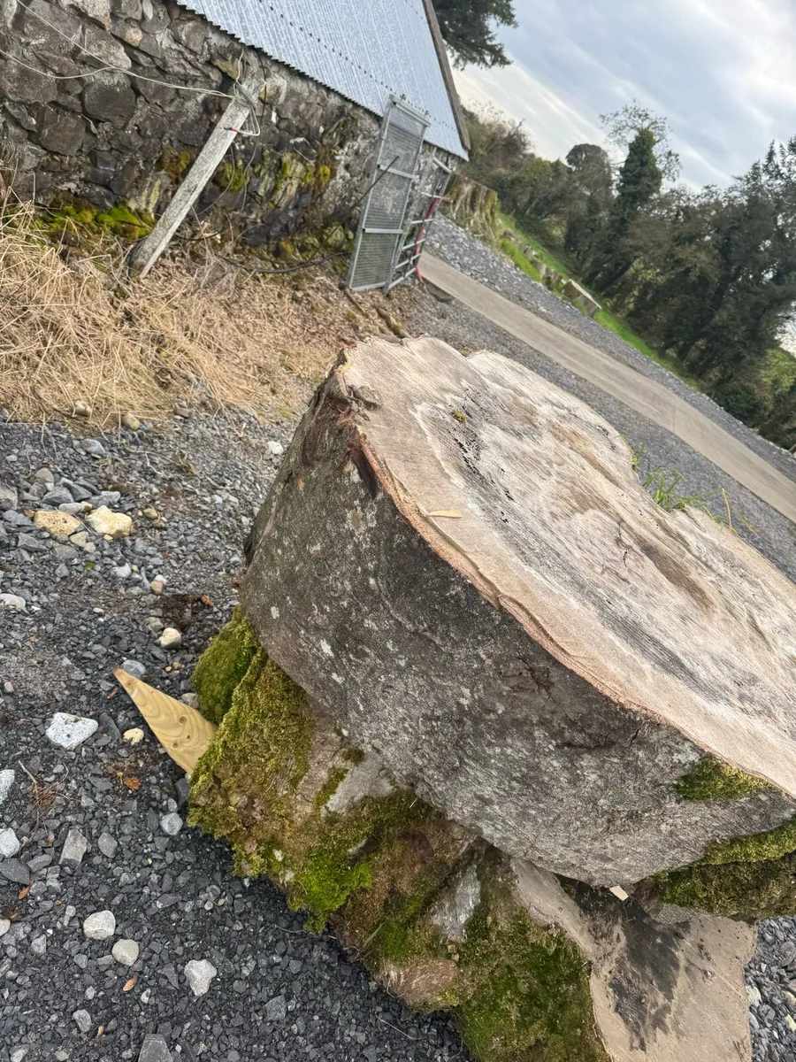 250 year old Beech tree slabs - Image 2