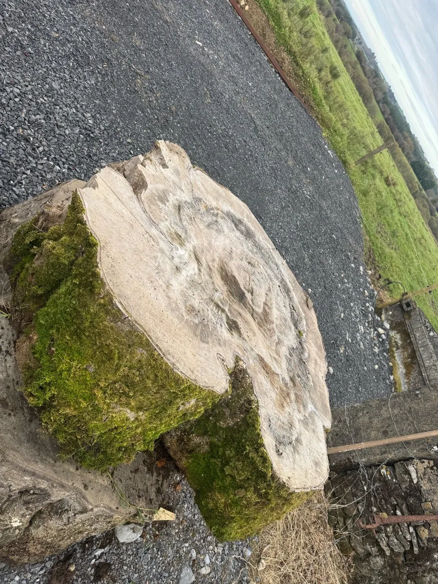 250 year old Beech tree slabs - Image 3