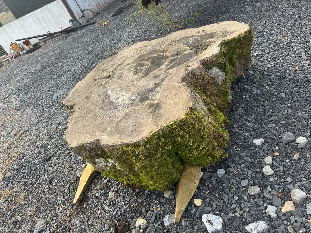 250 year old Beech tree slabs - Image 4