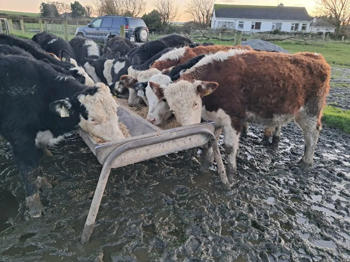 16 HEREFORD BULL WEANLINGS - Image 2