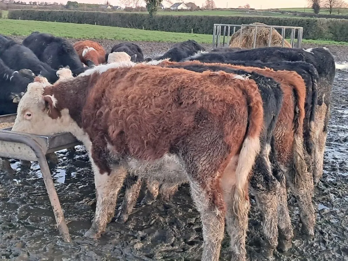 16 HEREFORD BULL WEANLINGS - Image 3