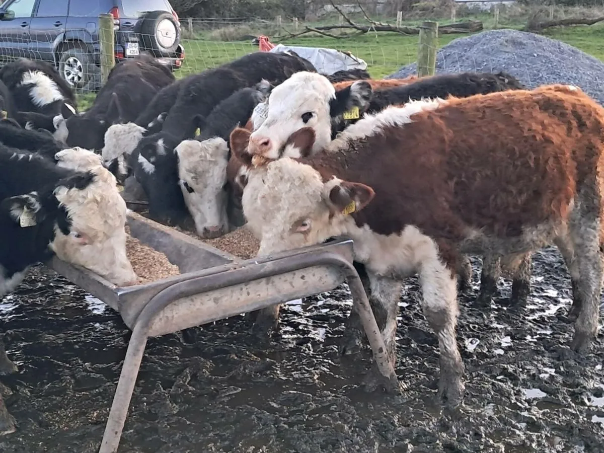 16 HEREFORD BULL WEANLINGS - Image 4