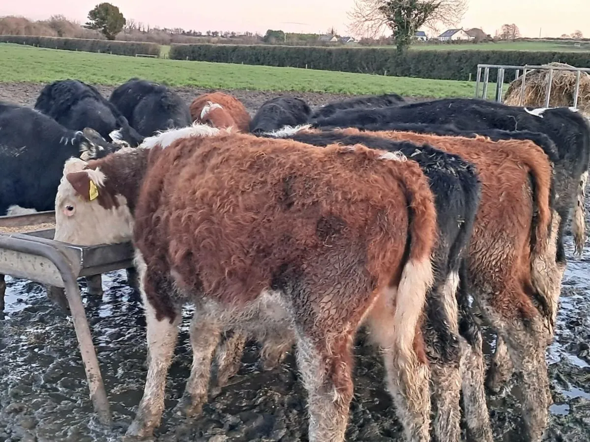 16 HEREFORD BULL WEANLINGS - Image 1