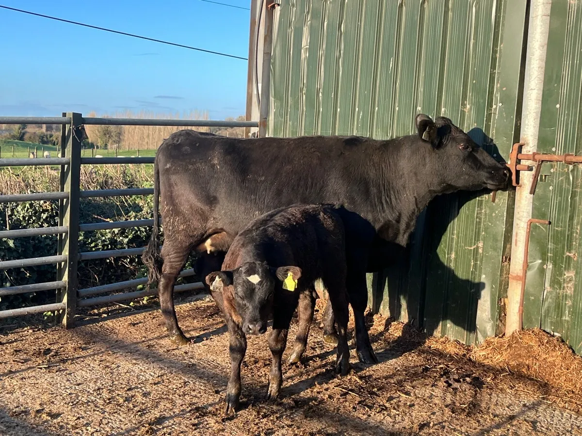 Angus 1st calver with limousine bull calf at foot - Image 1