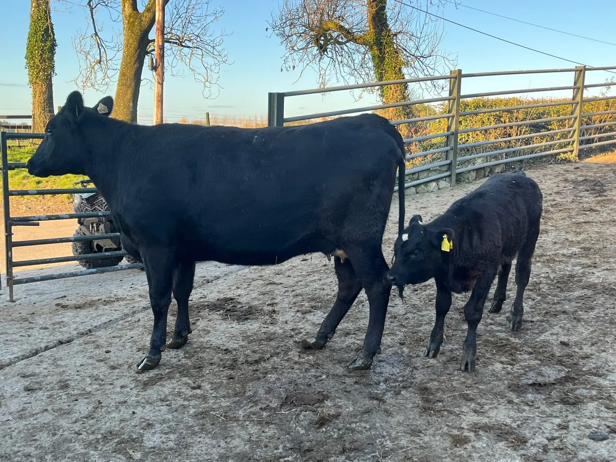 Angus 1st calver with limousine bull calf at foot - Image 3