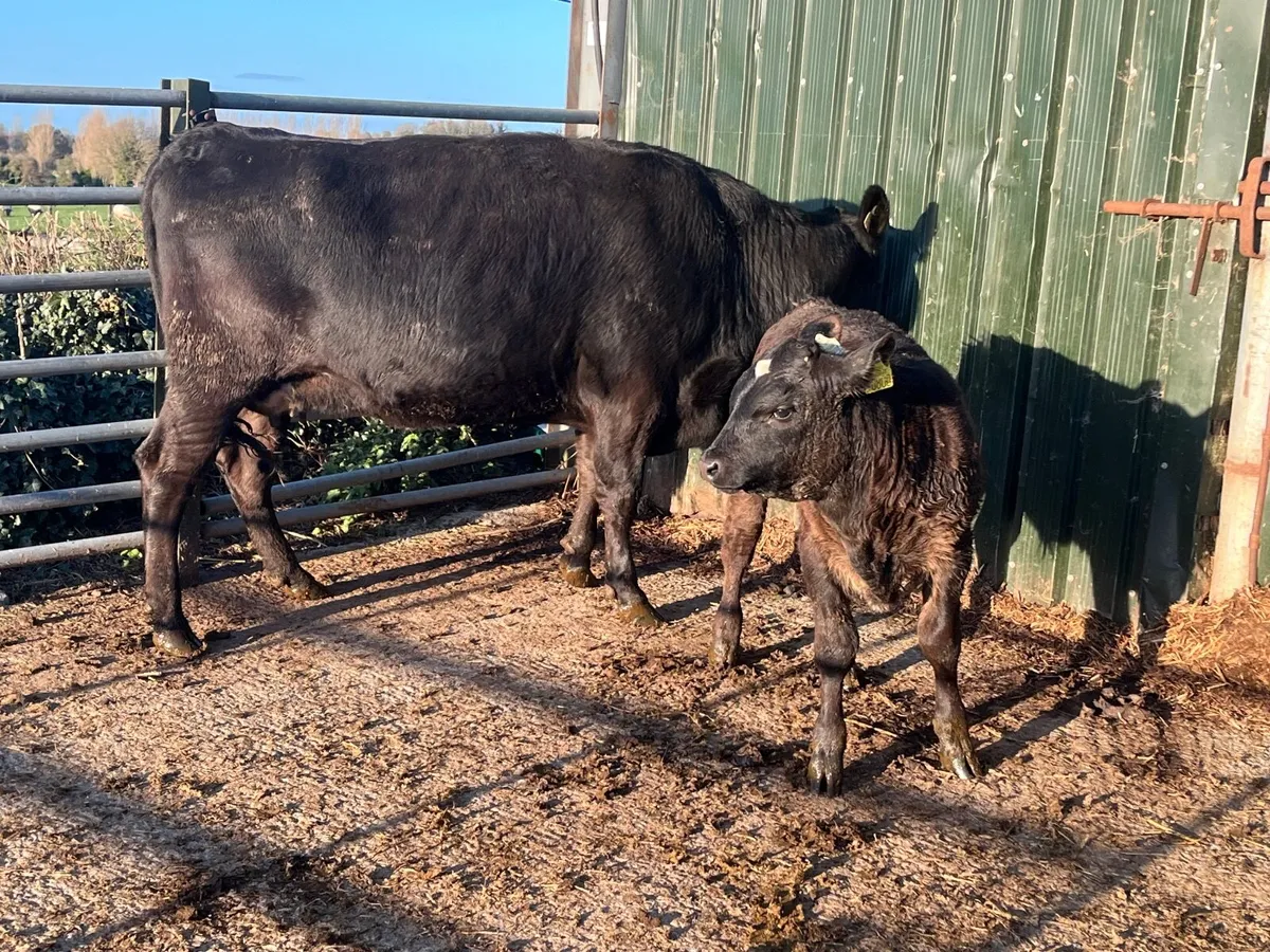 Angus 1st calver with limousine bull calf at foot - Image 4