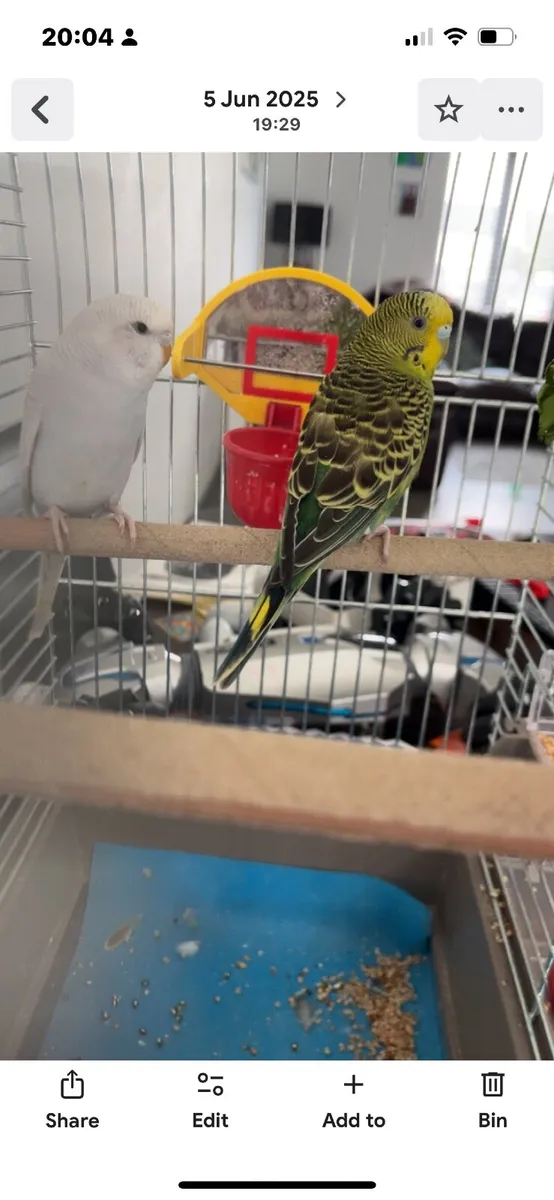 Budgies - Image 3