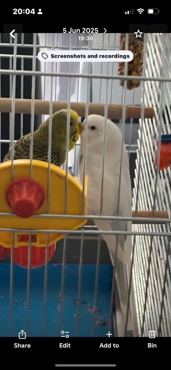Budgies - Image 4