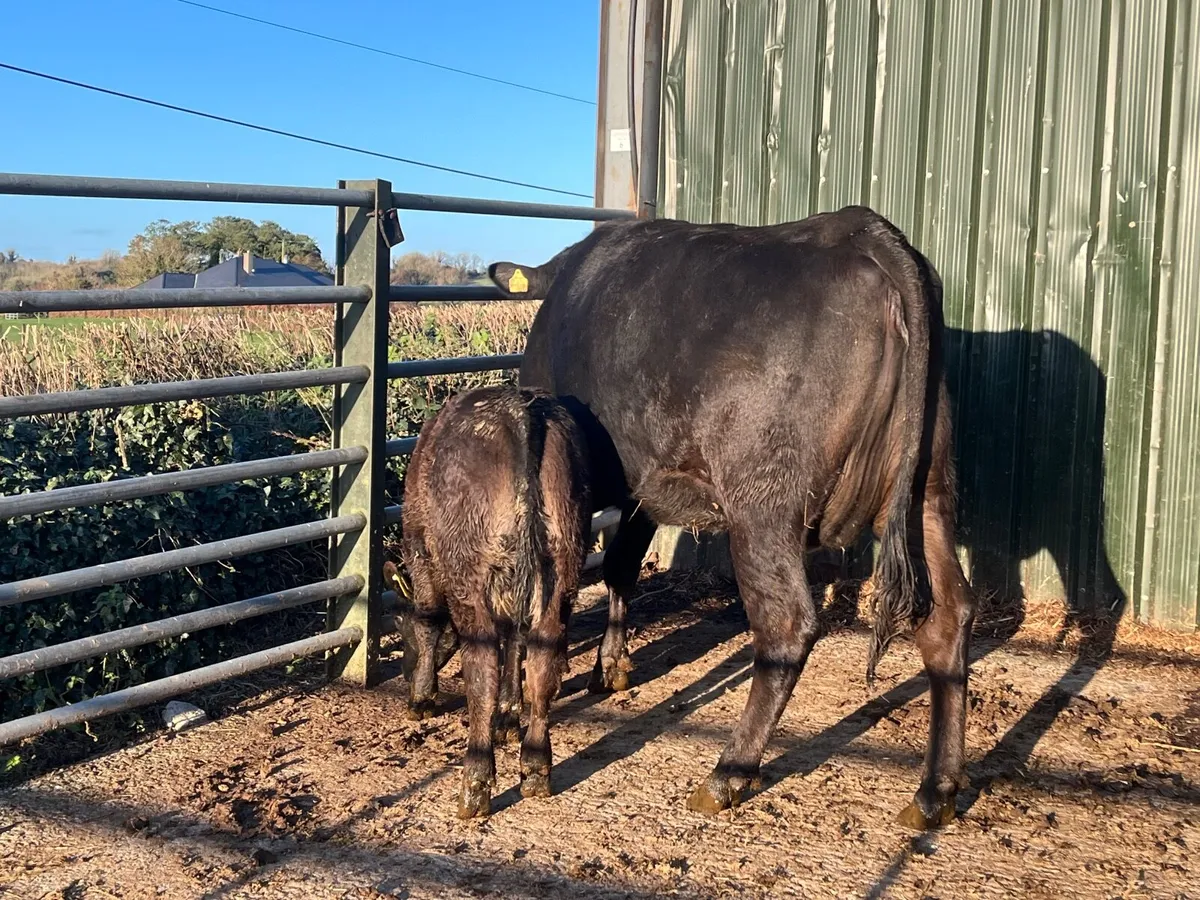 Angus 1st calver with limousine bull calf at foot - Image 2
