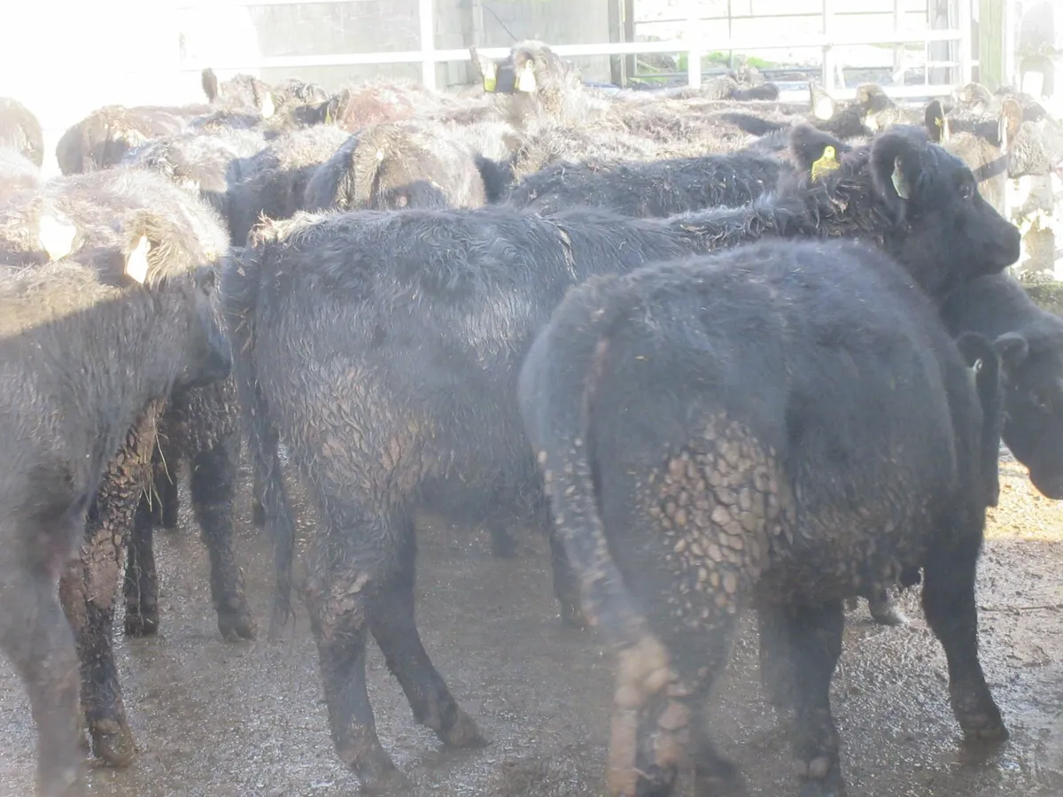 30 aberdeen angus heifer weanlings - Image 3
