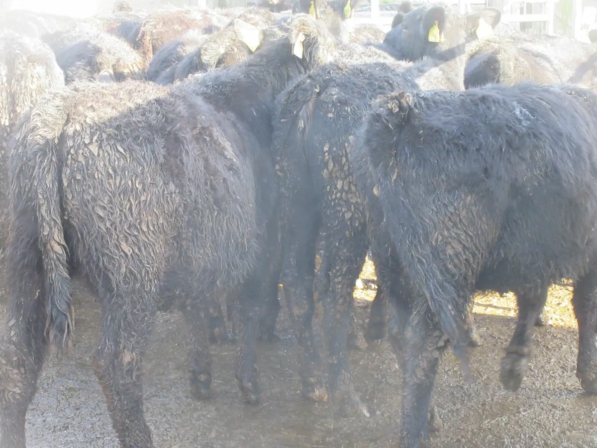 30 aberdeen angus heifer weanlings - Image 4