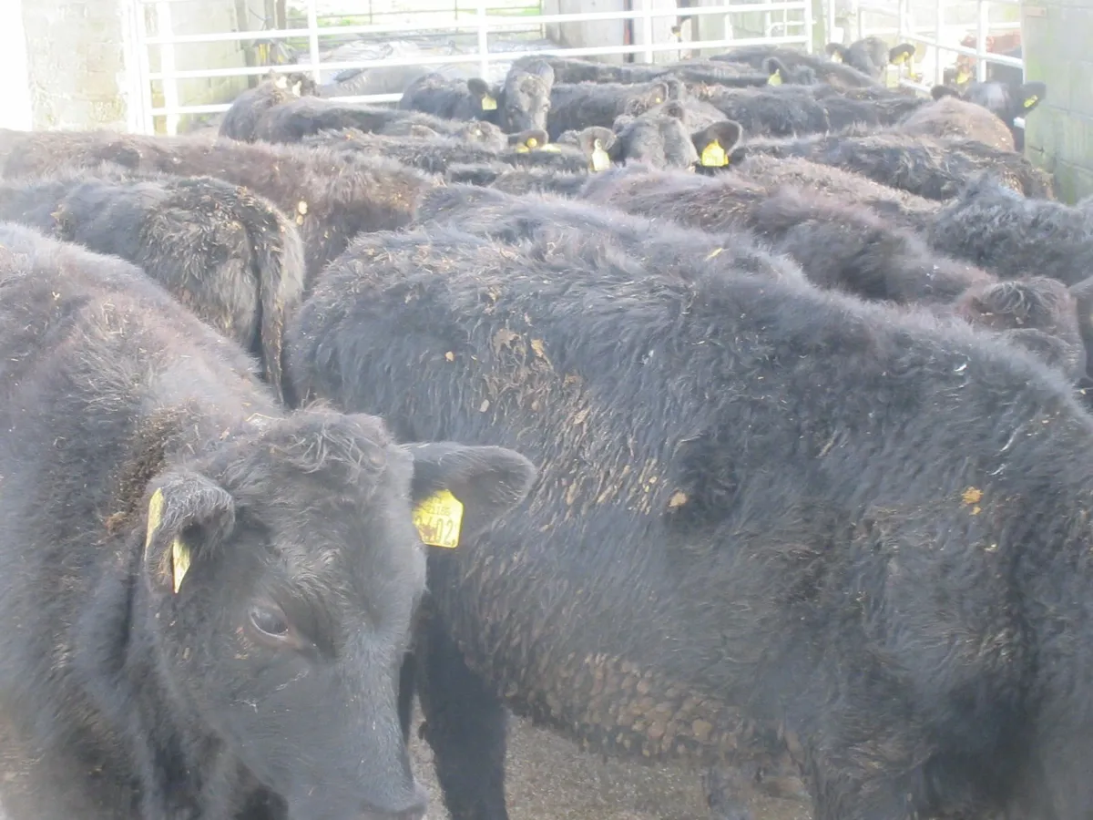 30 aberdeen angus heifer weanlings - Image 2
