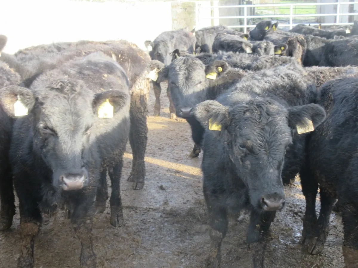 30 aberdeen angus heifer weanlings - Image 1