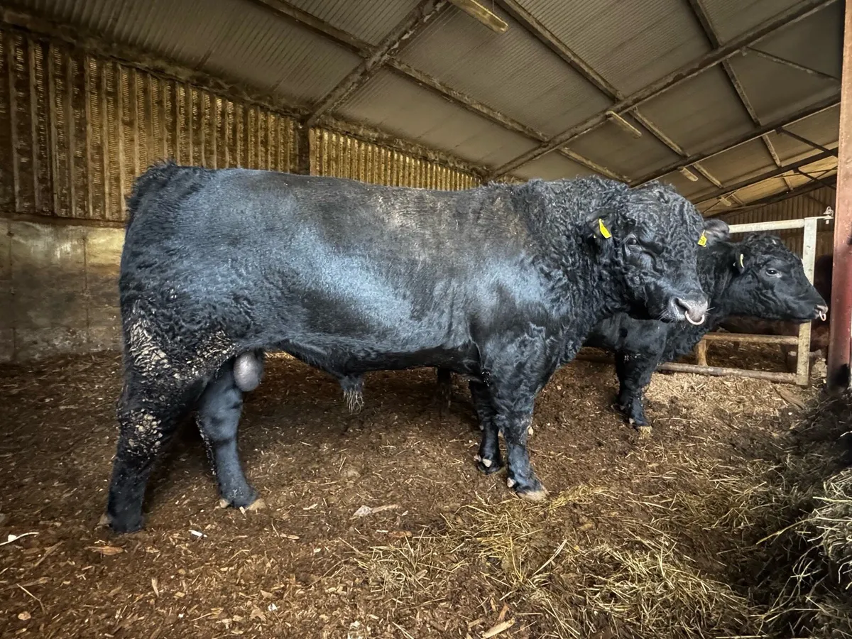 Pedigree Angus Hereford bulls - Image 1