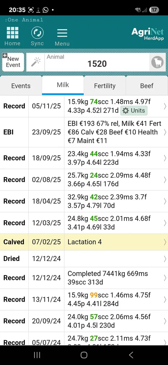 In-Calf, milking cows - Image 3