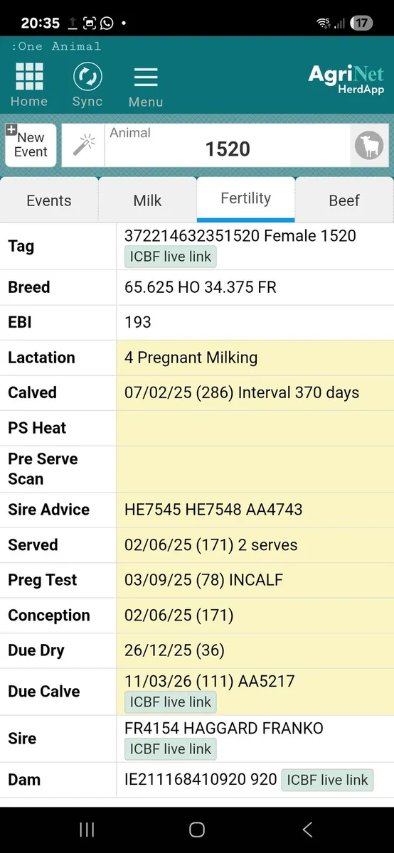 In-Calf, milking cows - Image 4