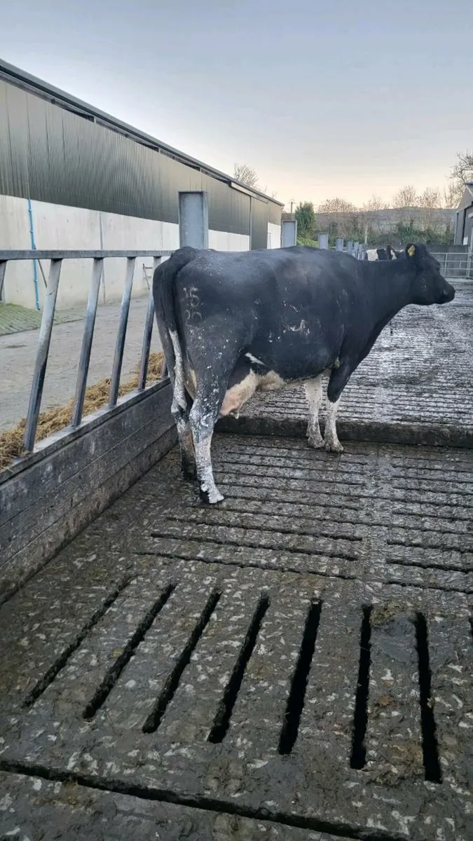 In-Calf, milking cows - Image 2