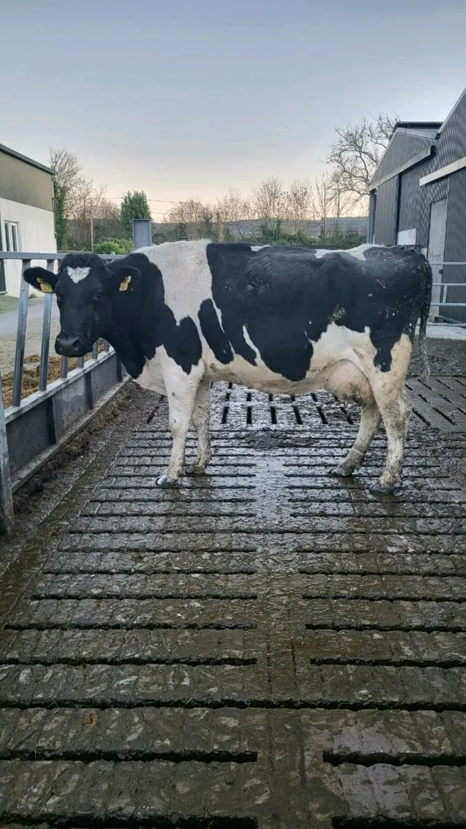 In-Calf, milking cows - Image 1