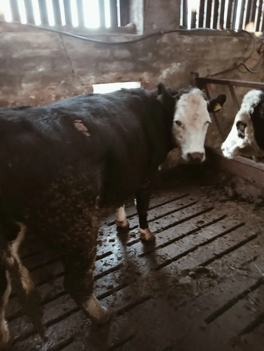 3 Hereford heifers - Image 1