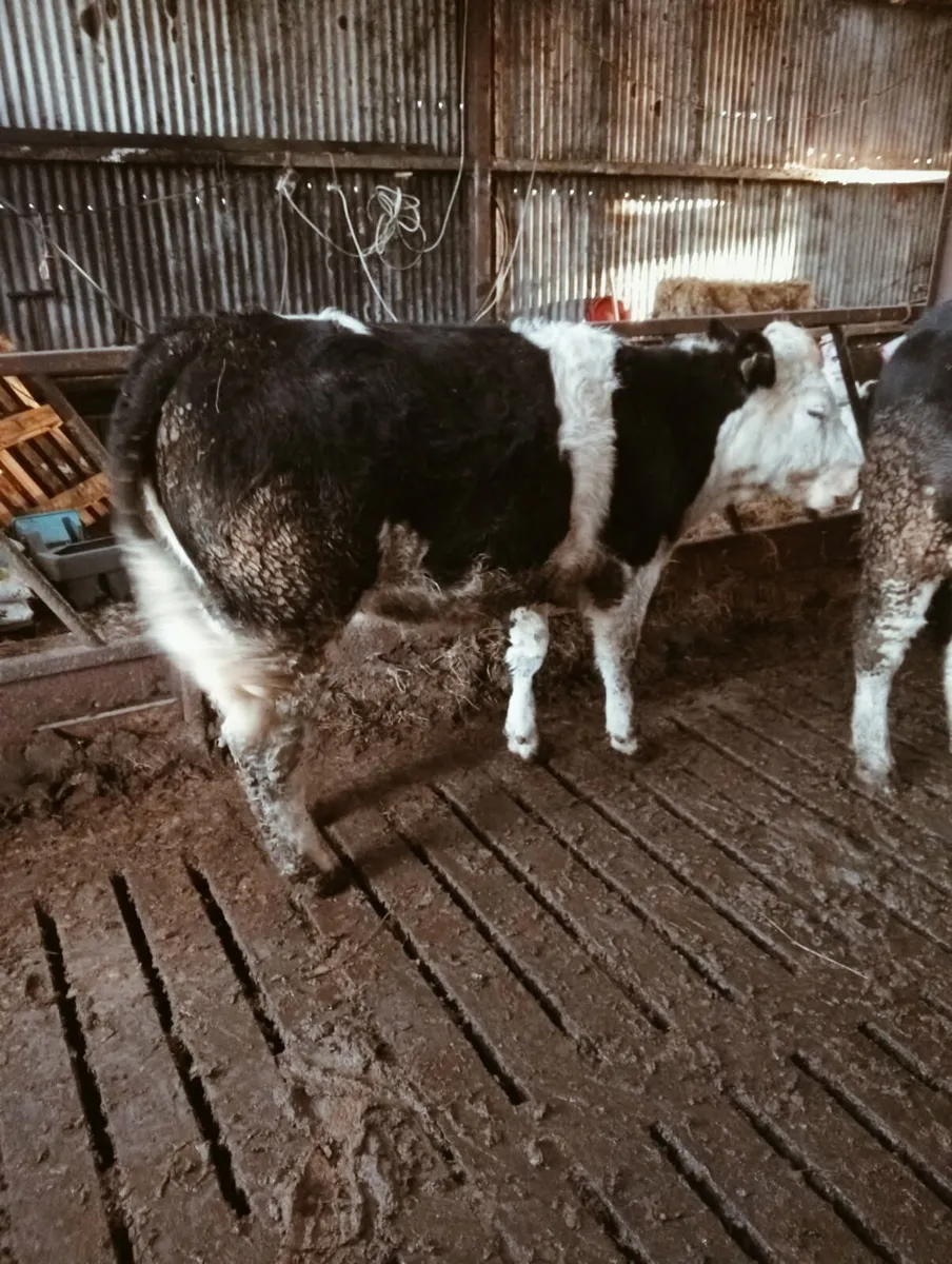 3 Hereford heifers - Image 3