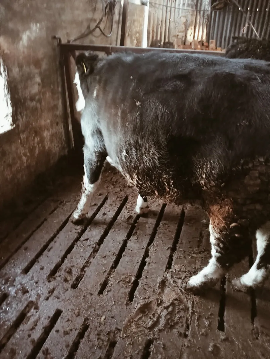 3 Hereford heifers - Image 4