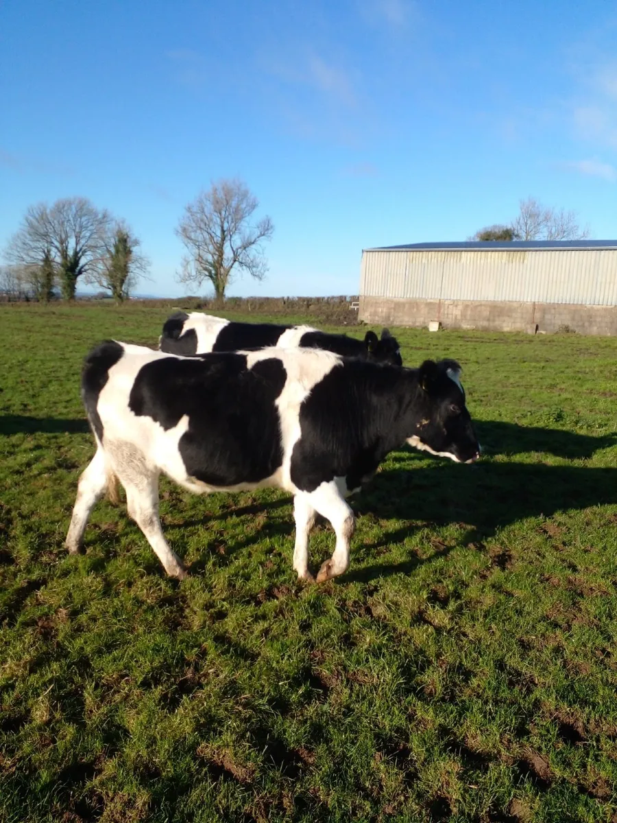 Incalf Dairy Heifers - Image 1