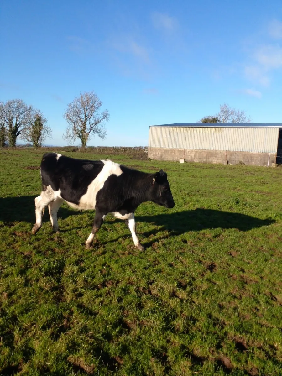 Incalf Dairy Heifers - Image 2