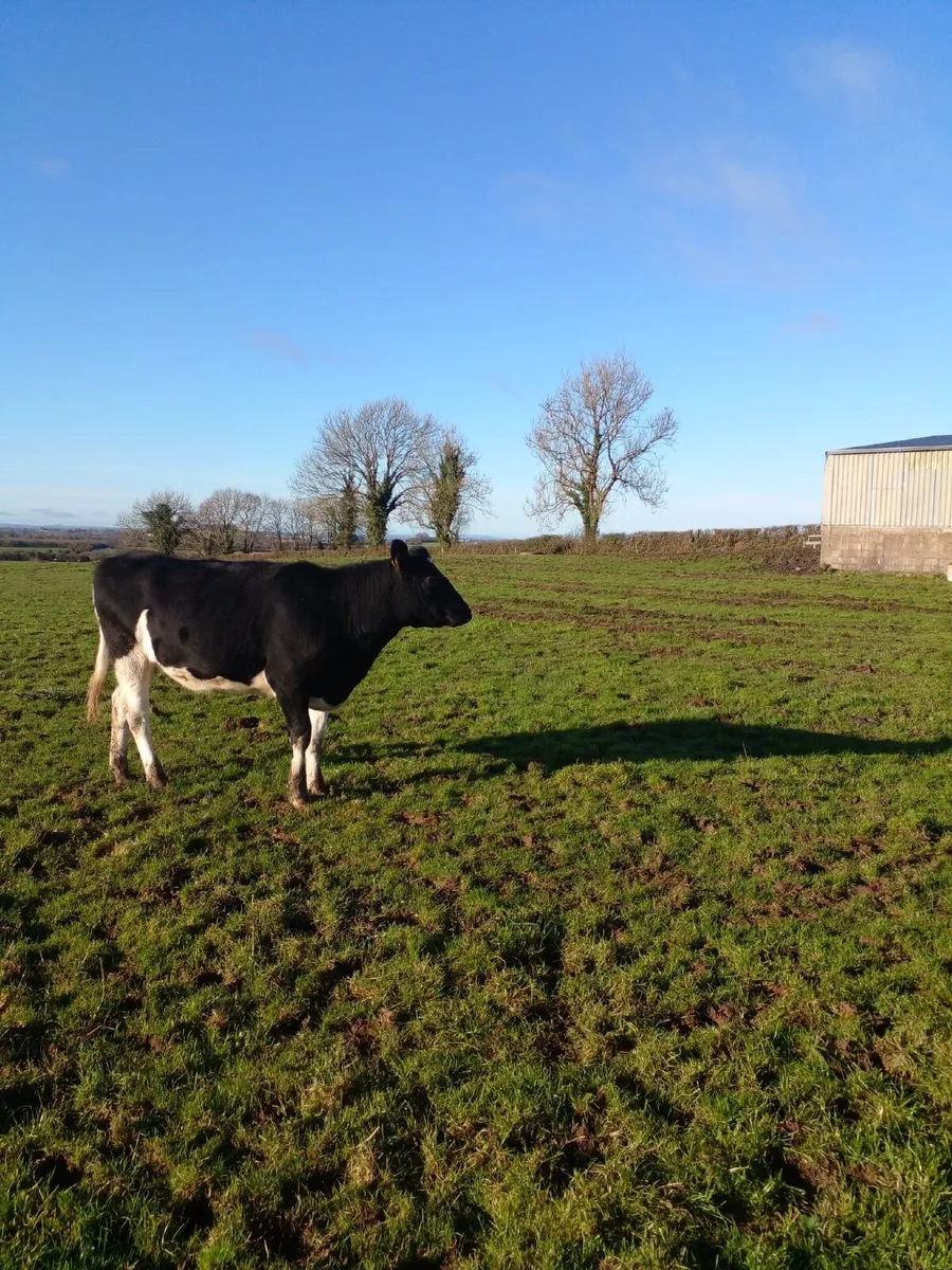 Incalf Dairy Heifers - Image 3