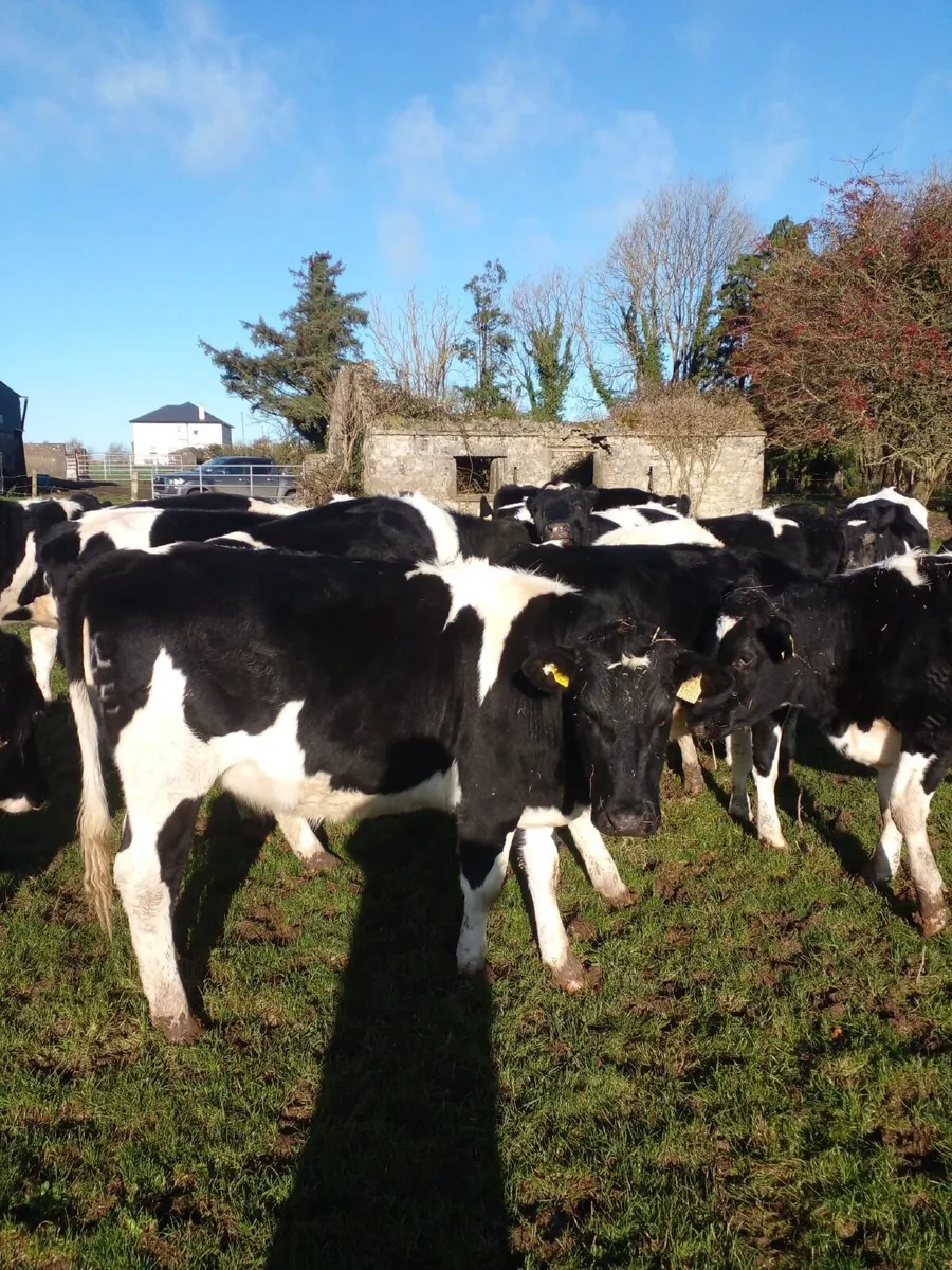 Incalf Dairy Heifers - Image 4