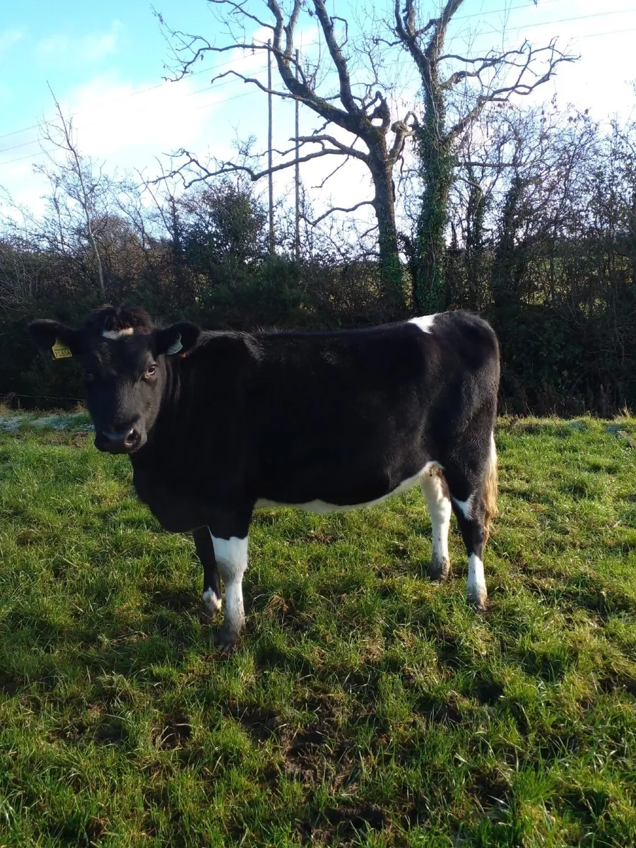 Incalf Dairy Heifers - Image 1