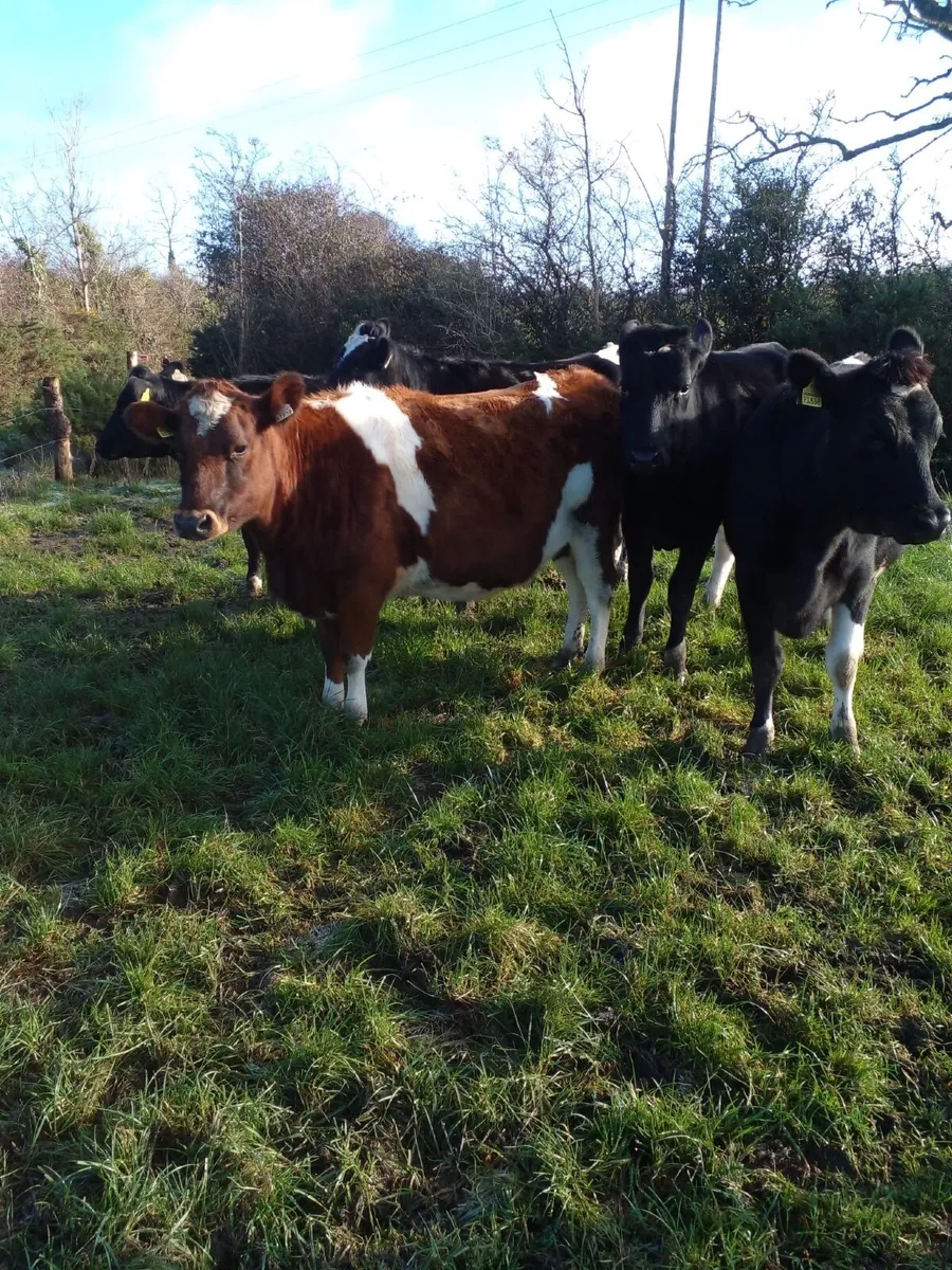 Incalf Dairy Heifers - Image 2