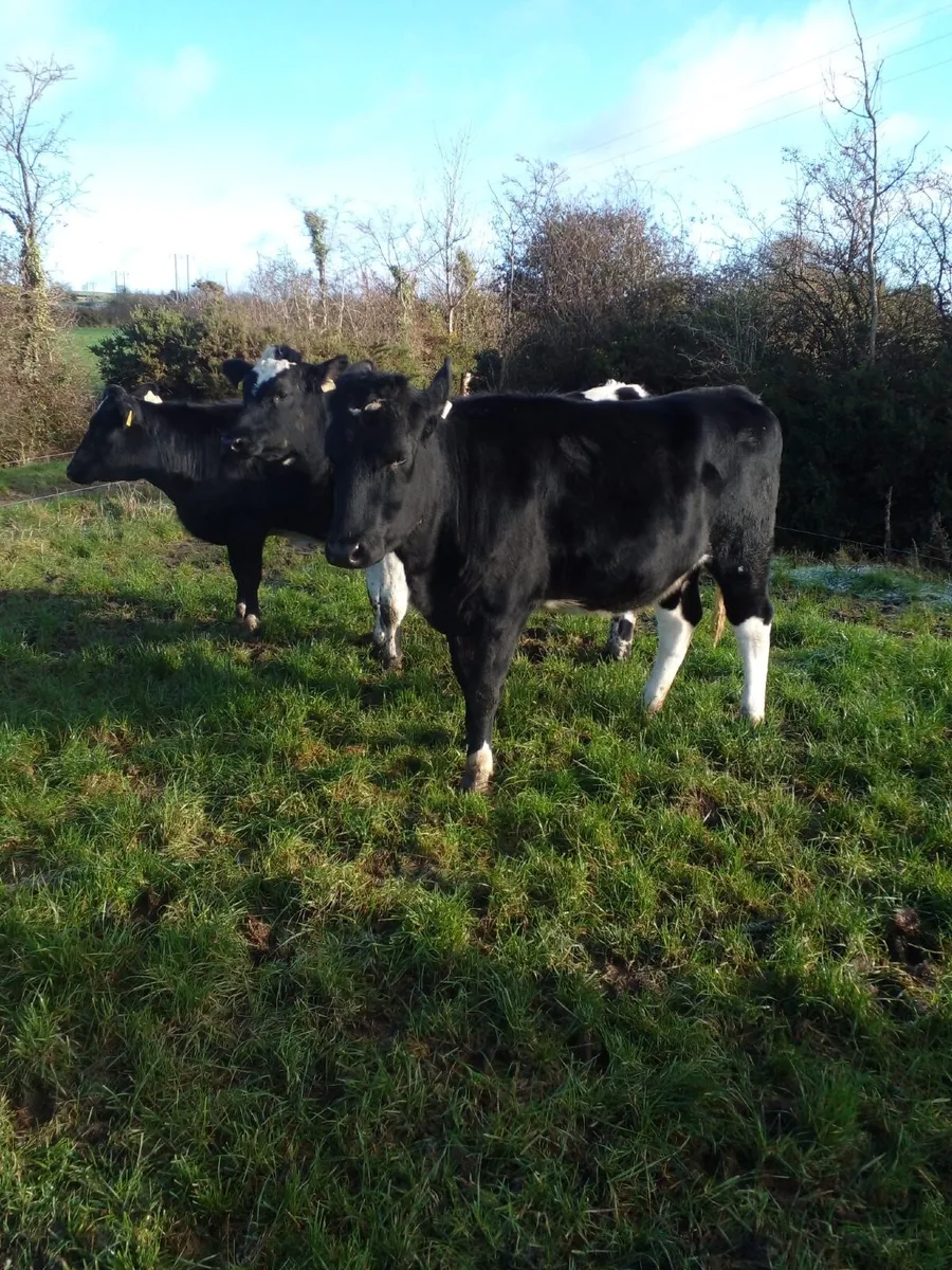 Incalf Dairy Heifers - Image 3