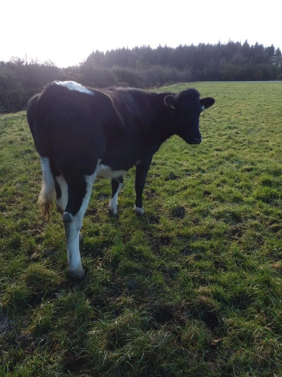 Incalf Dairy Heifers - Image 4