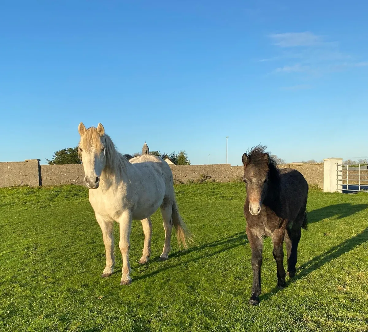 Connemara foal - Image 1