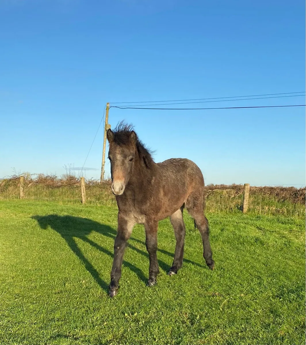 Connemara foal - Image 2