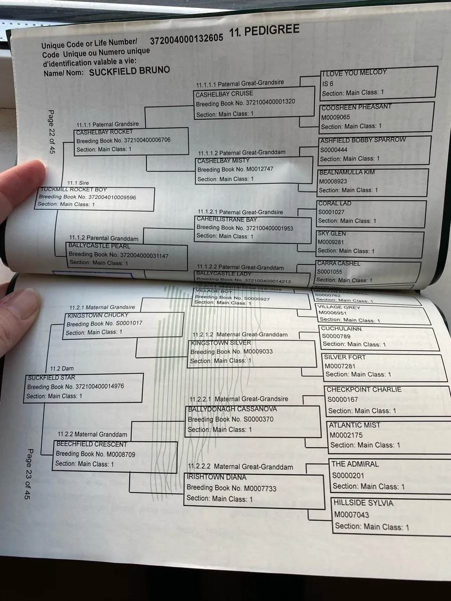 Connemara foal - Image 3