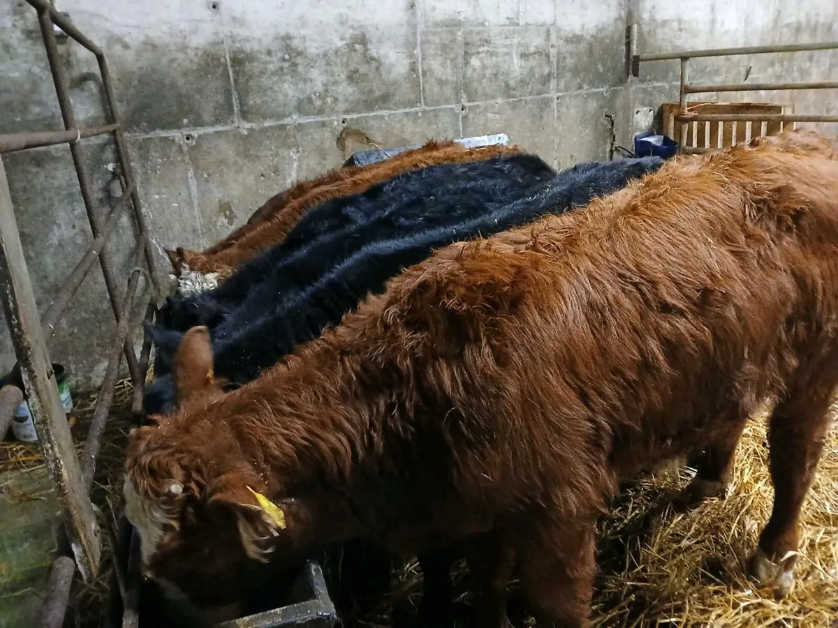 7 Continental Bull Weanlings - Image 1