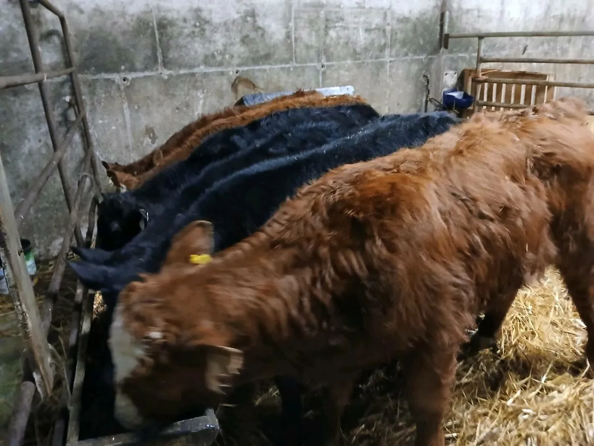 7 Continental Bull Weanlings - Image 2