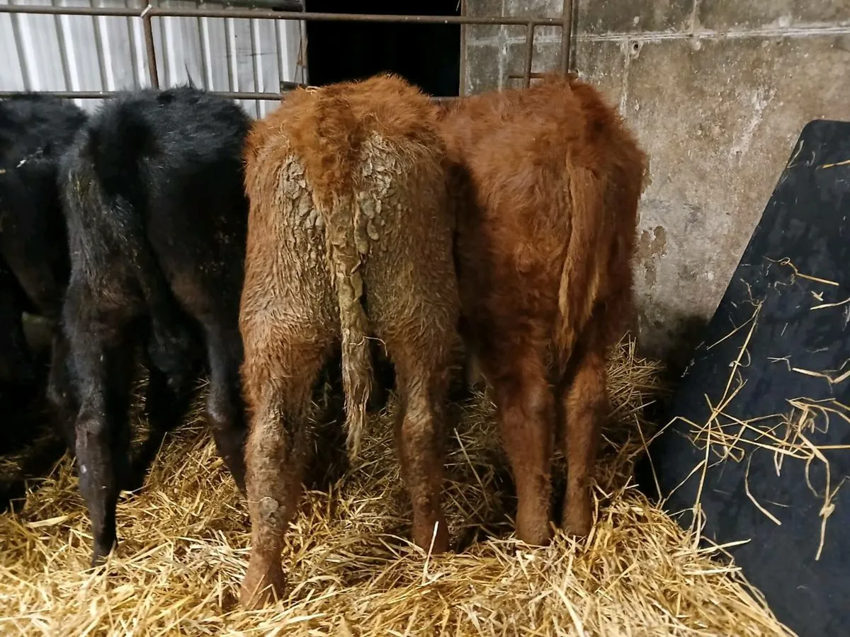 7 Continental Bull Weanlings - Image 3