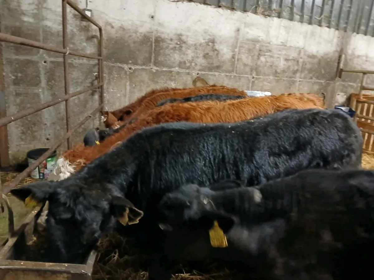 7 Continental Bull Weanlings - Image 4