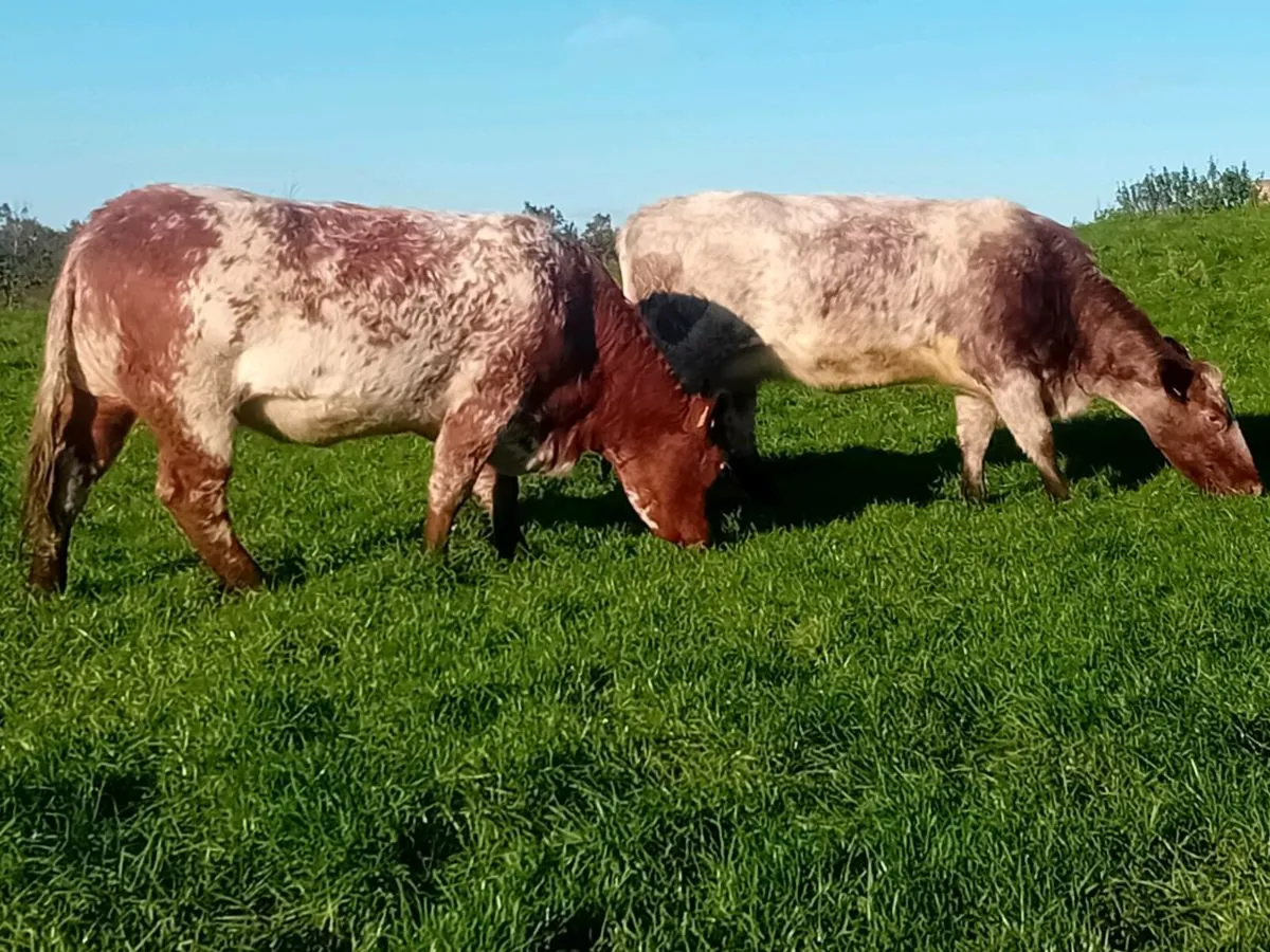 Springing heifers - Image 2