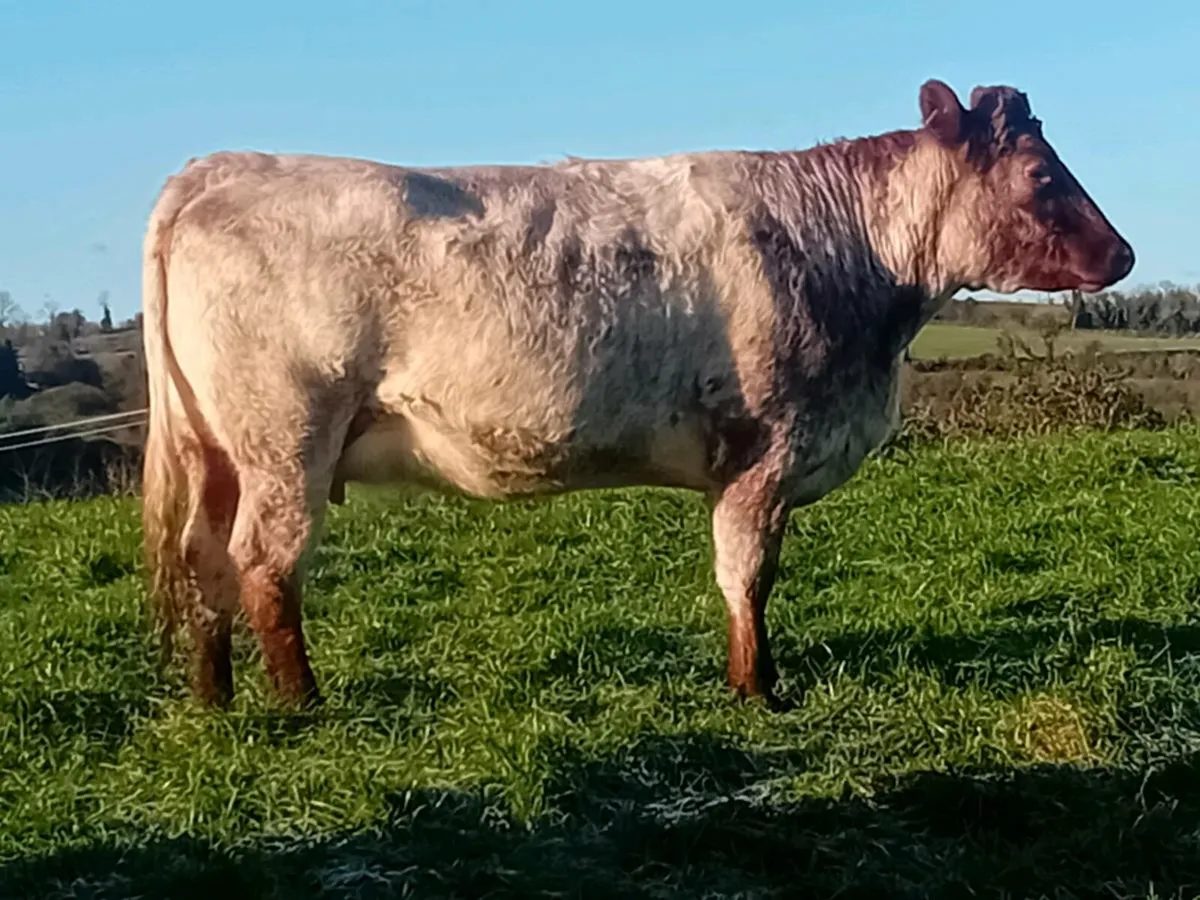 Springing heifers - Image 4