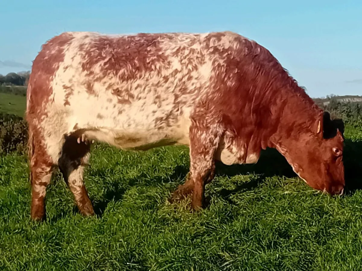 Springing heifers - Image 3