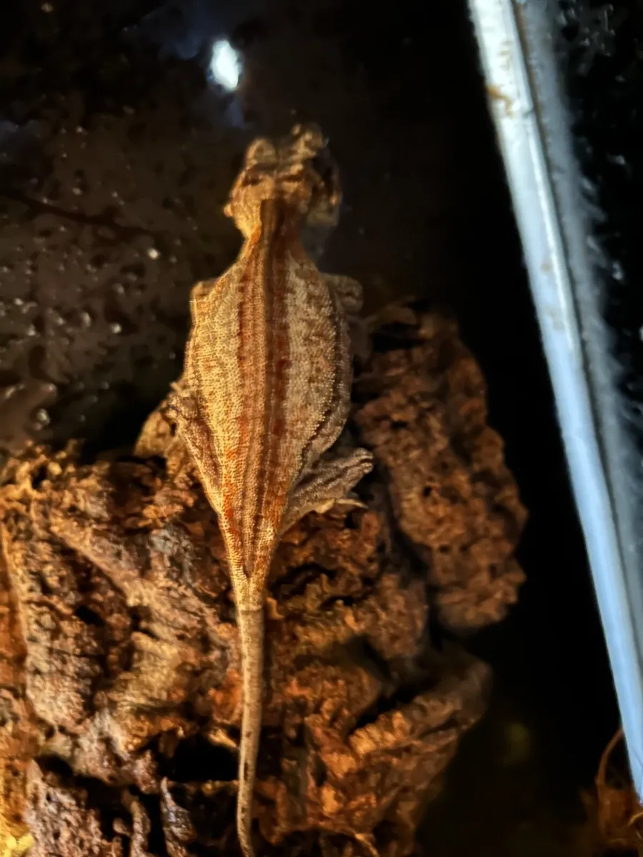 Gargoyle geckos - Image 2