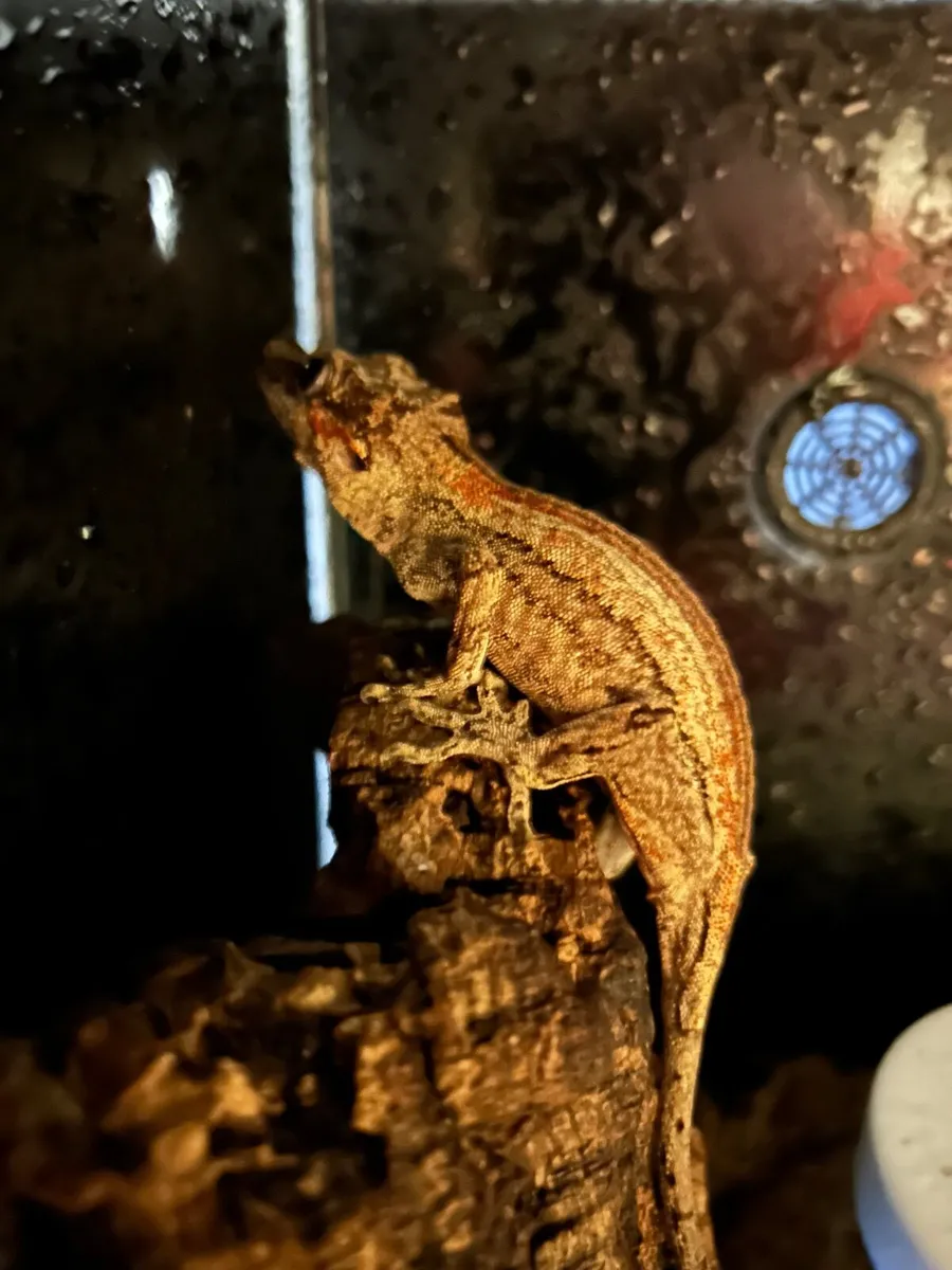 Gargoyle geckos - Image 3